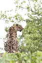 unsplash_UjBG1_w5wtk_leopard.webp