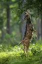 unsplash_G2Jt01N-MhY_leopard.webp.jpg