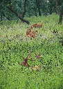 unsplash_9yObfZnLC5w_leopard.webp.jpg.jpg.jpg