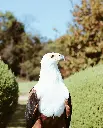unsplash_y5DUCumtajM_Falcons.webp
