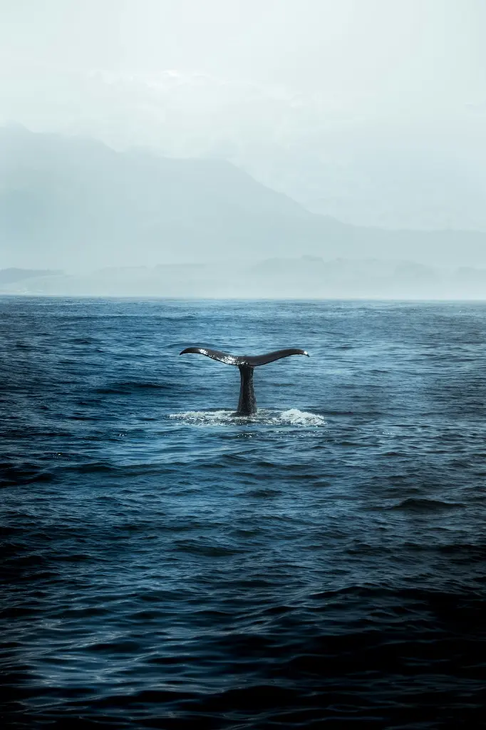 unsplash_VziuvwpGatM_Wellington.webp.jpg