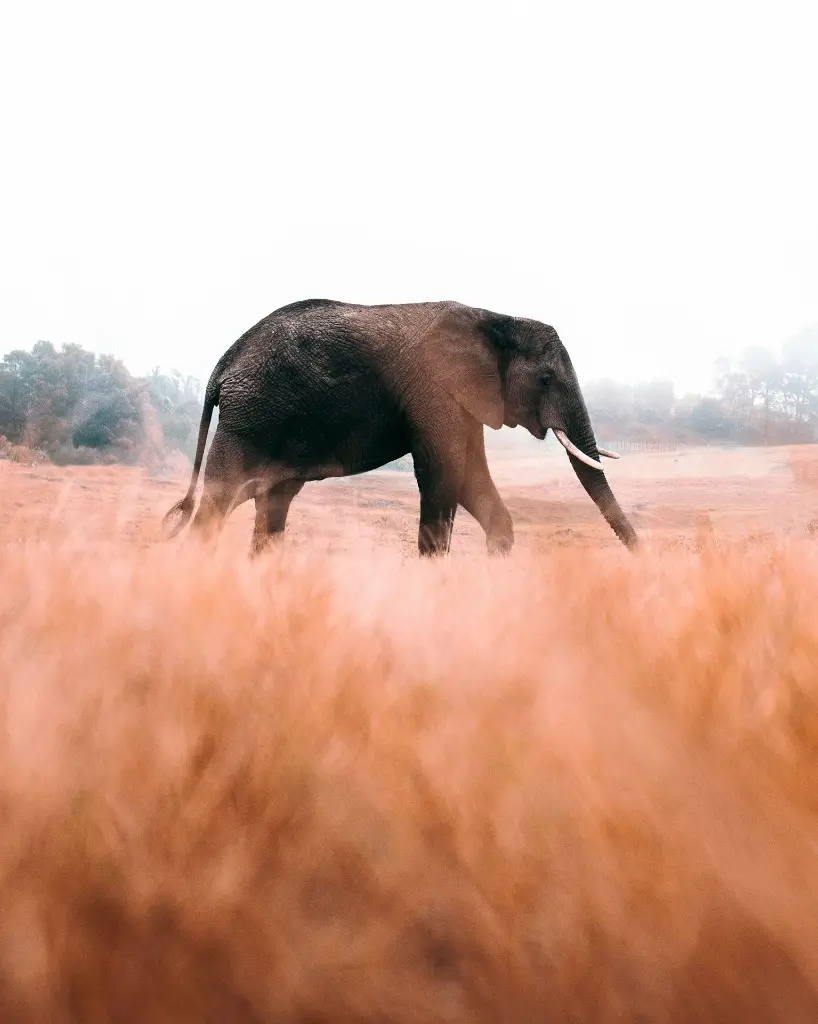 unsplash_P3hruskgT8M_Knysna .webp