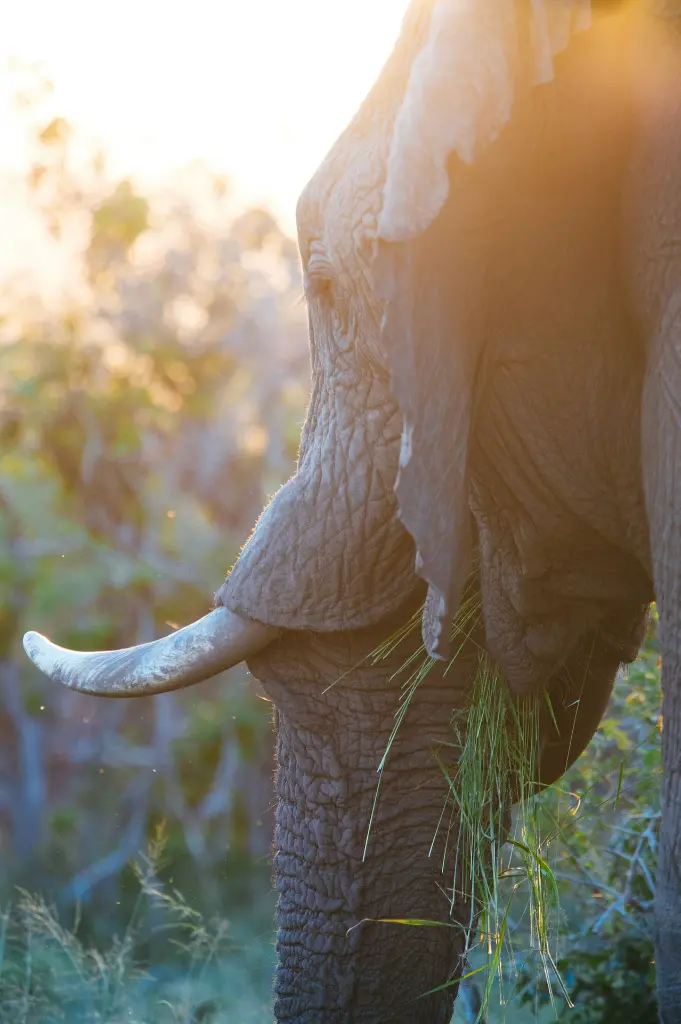 unsplash_iFMbwfuYvS8_South Africa.webp.jpg