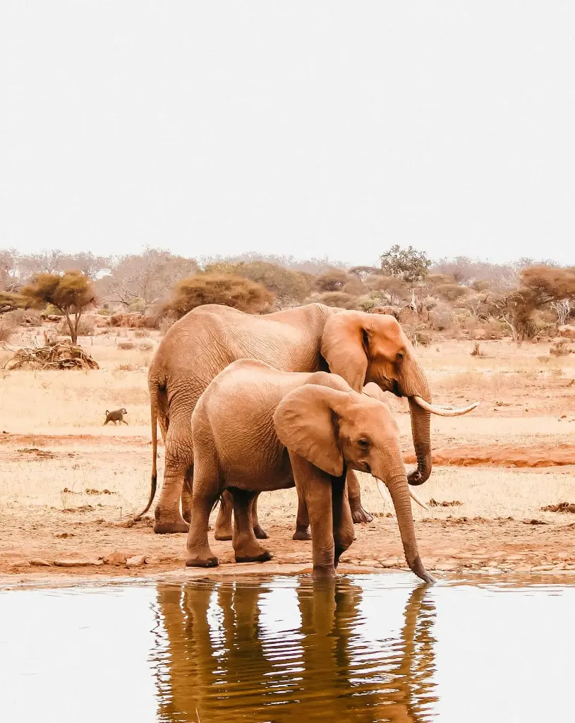 Hospitor : A Snapshot of Kenya