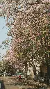 Hospitor : Southern Sojourn : Banglore : Mysore : Coorg : Ooty : India 