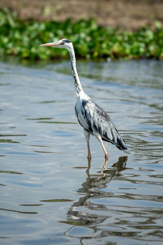 Hospitor : Wildlife Journey In Kenya : Amboseli : Lake Naivasha : Masai Mara 
