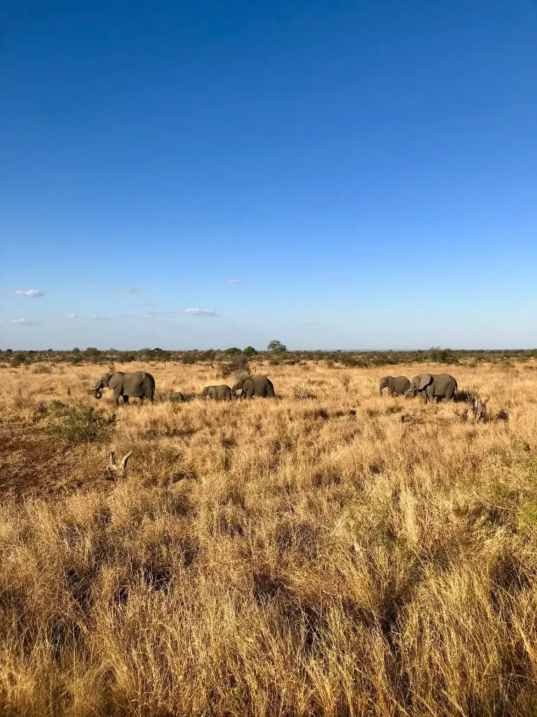 Hospitor : Unforgettable Kruger in South Africa : Cape Town : Oudtshoorn : Knysna : Sun City : Johannesburg  