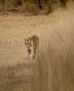 Hospitor : Bandhavgarh Wildlife Tour : Jabalpur : India