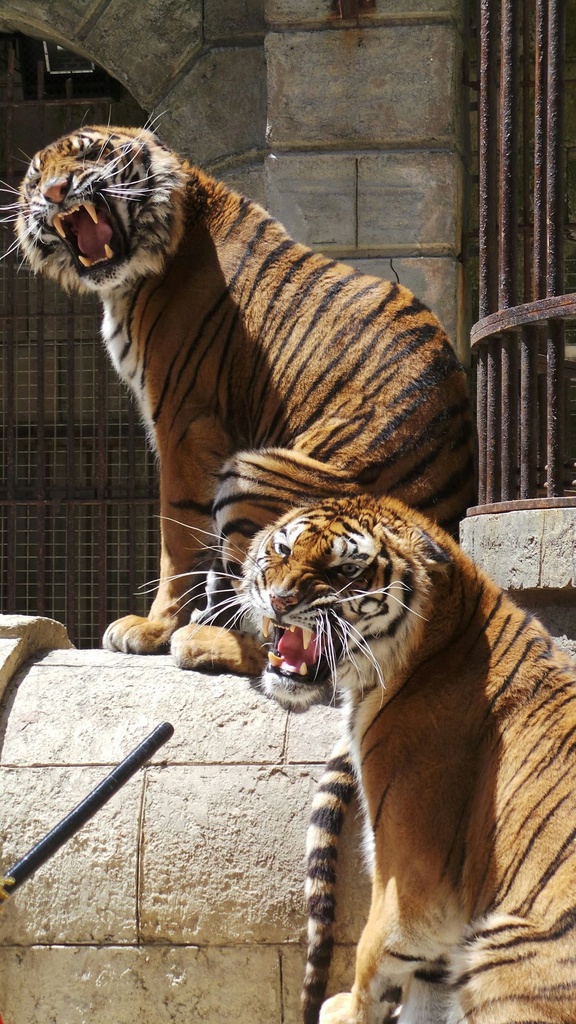 Hospitor : Discover Tadoba’s Wildlife Treasures 