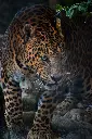 Hospitor : Discover Tadoba’s Wildlife Treasures 