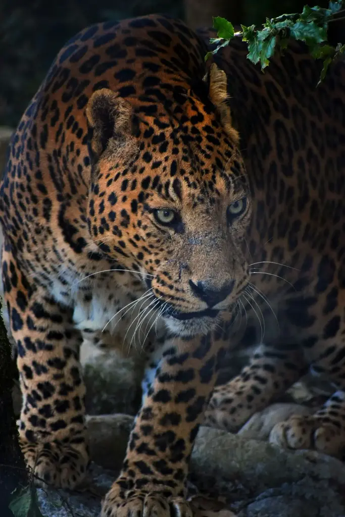 Hospitor : Discover Tadoba’s Wildlife Treasures 
