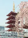 Hospitor : Tales of Japan: Tokyo to Osaka via Hakone, Hiroshima & Kyoto 