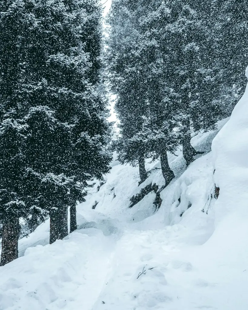 Hospitor : Deluxe : Pines and Pools of Kashmir : Srinagar : Pahalgam : Gulmarg : India
