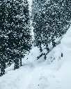 Hospitor : Deluxe : Pines and Pools of Kashmir : Srinagar : Pahalgam : Gulmarg : India