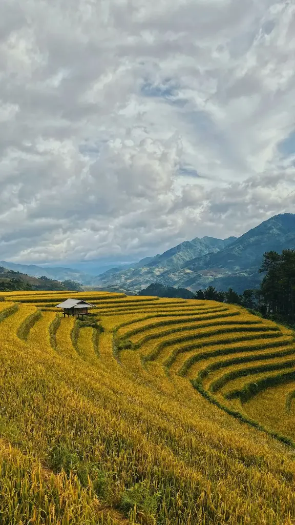 Hospitor : Premium Vietnam Visuals 