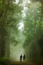 Hospitor : Deluxe South : Banglore : Mysore : Coorg : Ooty : India 