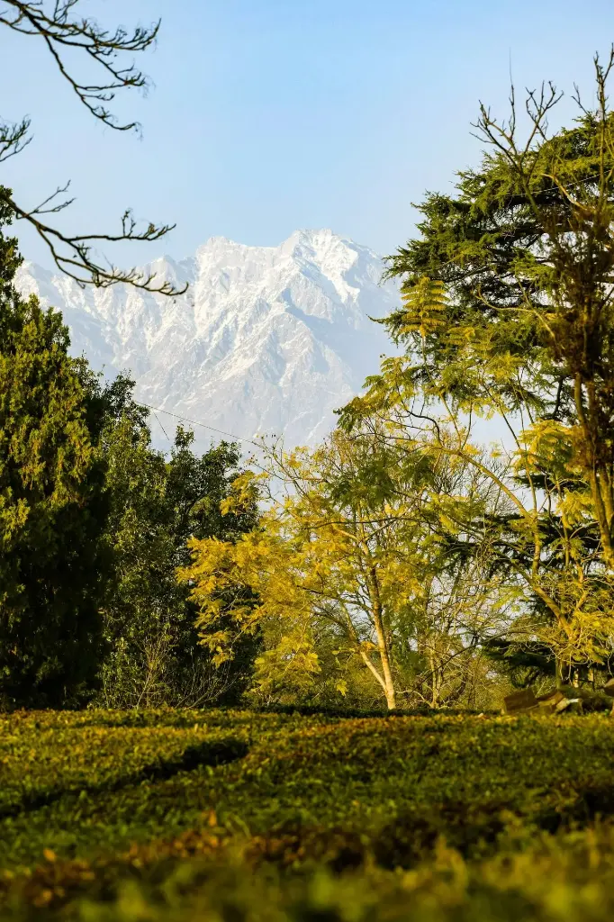 Hospitor : Deluxe : Shimla : Manali : Dharamshala : Chandigarh : Himachal : India