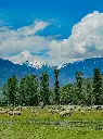 Hospitor : Mini Break at Srinagar : Deluxe Jammu & Kashmir : India 