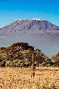 Hospitor : Deluxe Journey In Kenya : Amboseli : Lake Naivasha : Masai Mara 