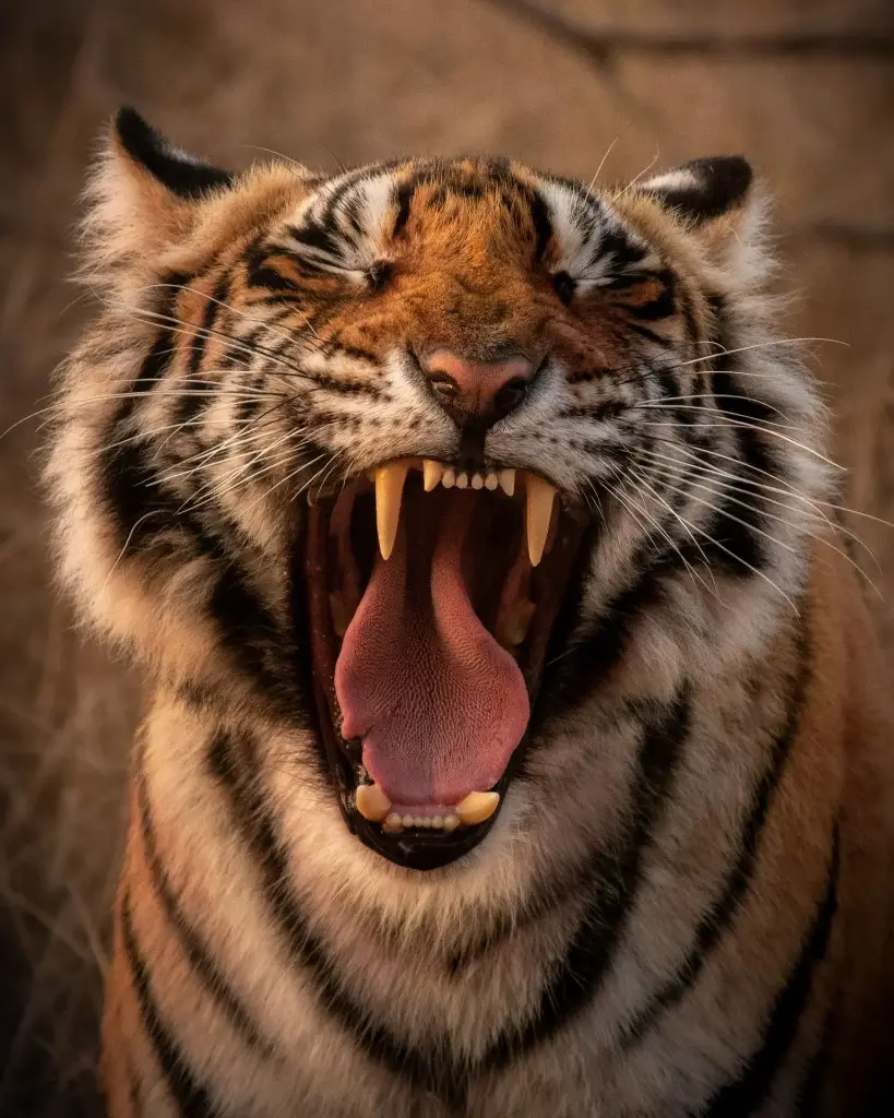 Hospitor : Premium Tadoba’s Wildlife Treasures