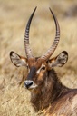 Hospitor : Premium Tadoba’s Wildlife Treasures