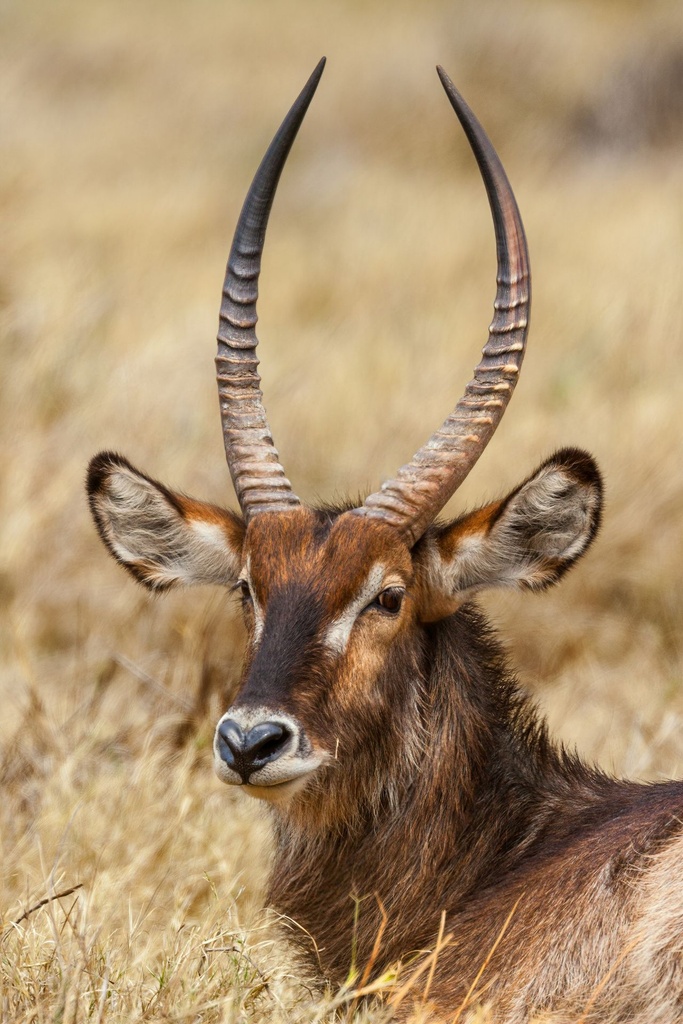 Hospitor : Premium Tadoba’s Wildlife Treasures
