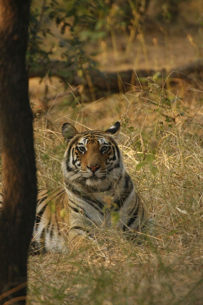 Hospitor : Bandhavgarh Wildlife Tour : Deluxe Jabalpur : India