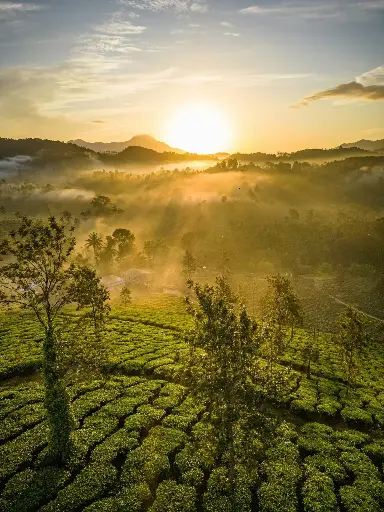 Hospitor : Flavours of Kerela : Kochi : Munnar : Thekkady : Kumarakom : Kovalam : India