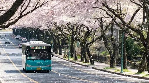 Hospitor : Deep Dive In to Korea : Seoul : Sokcho : Gyeongju : Busan : Gwangju