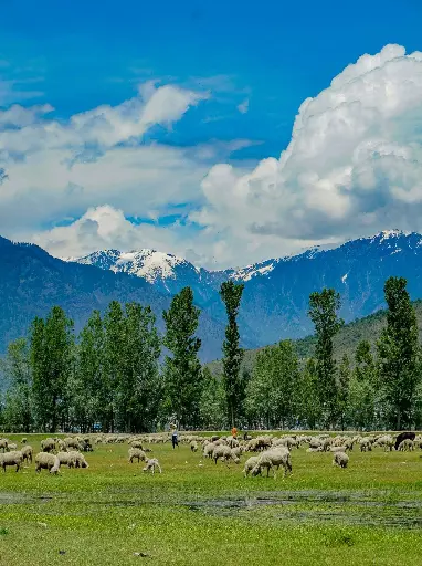 Hospitor : Mini Break at Srinagar : Deluxe Jammu & Kashmir : India 