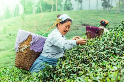 Hospitor : The Lavish Trident : Darjeeling : Gangtok : Kalimpong : India 