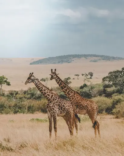Hospitor : A Snapshot of Kenya