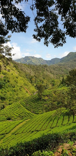 Hospitor : Seaside & Sacred Trails : Pondicherry : Chennai : Tirupati : India